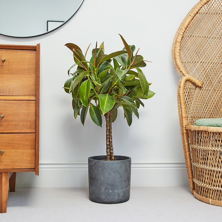 The Rubber Plant Care Guide - Ficus Elastica