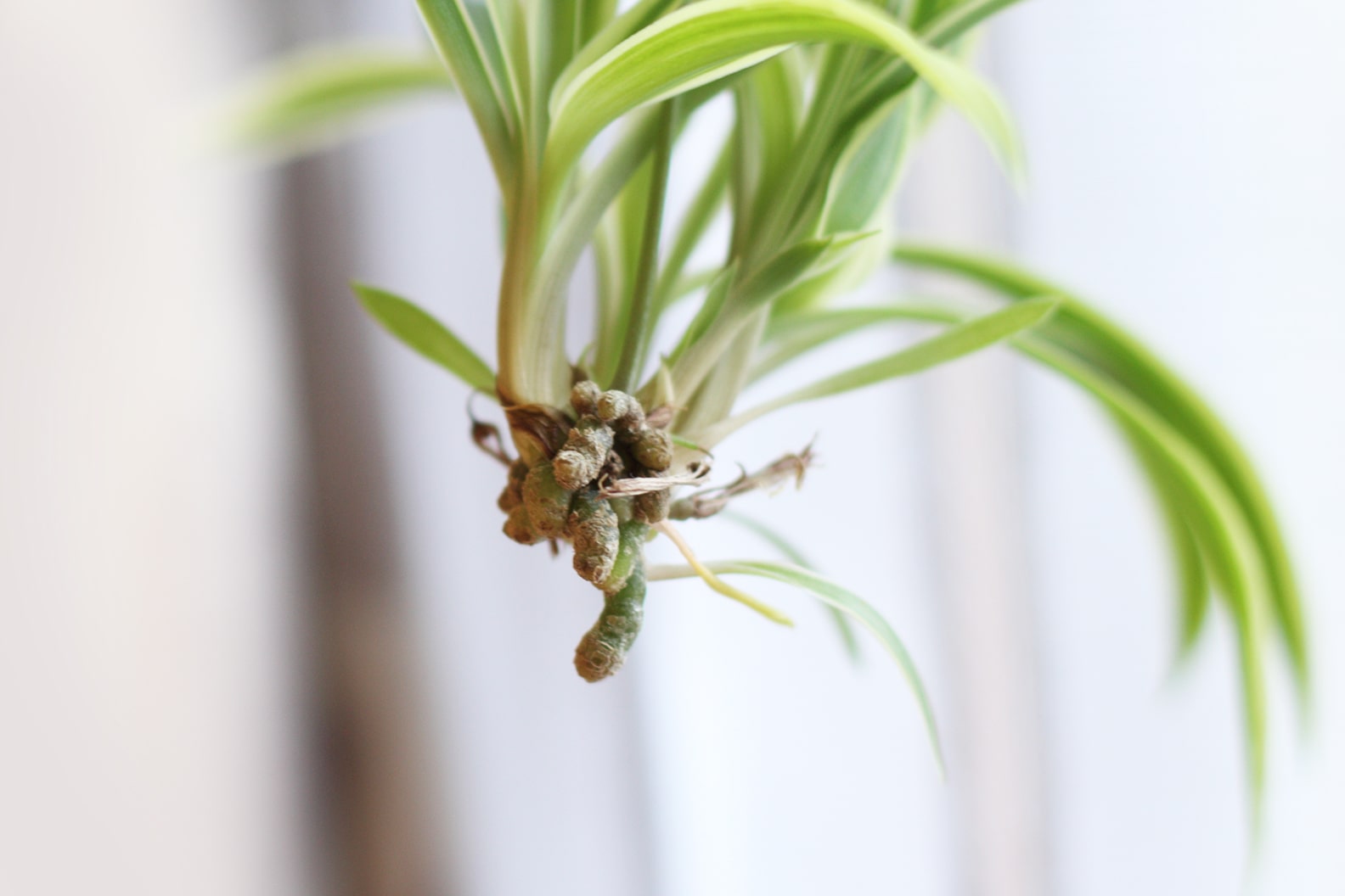 How to Plant and Grow Spider Plant