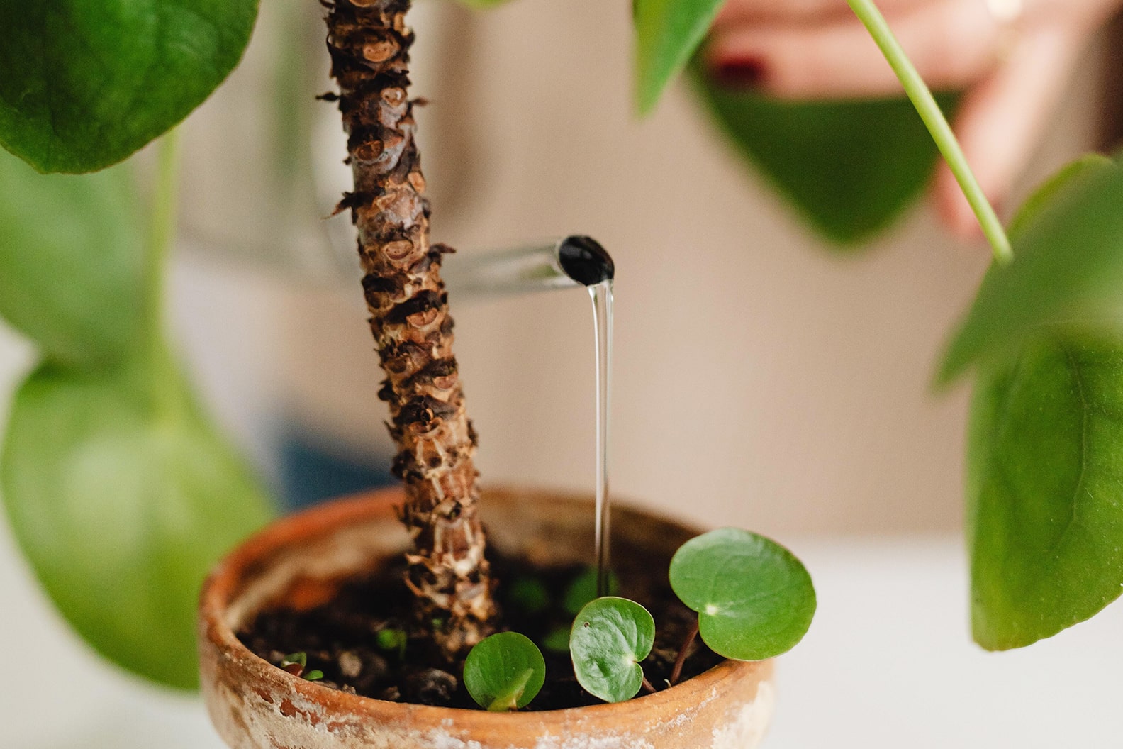 japanese money plant