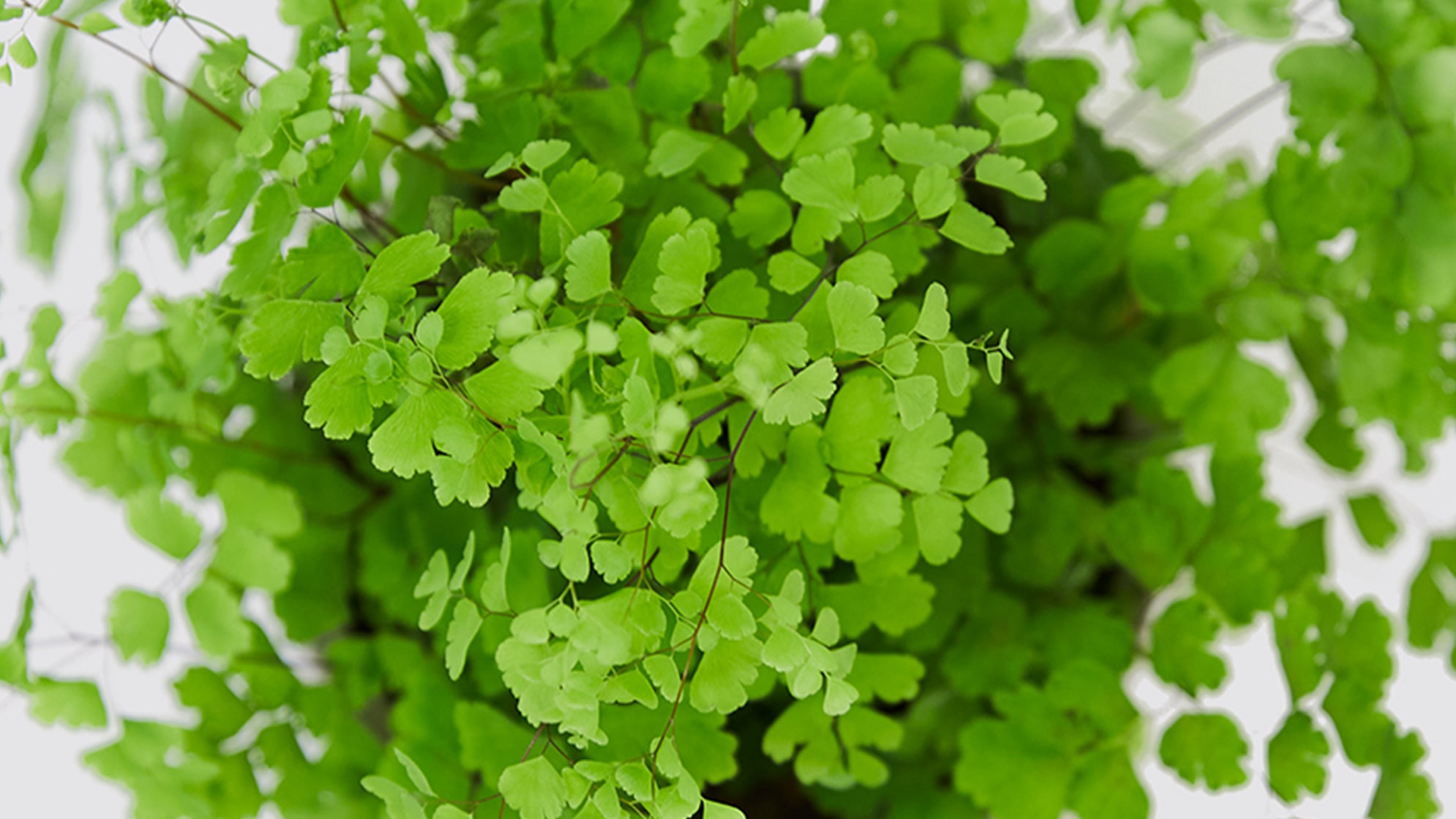 Complete guide to maidenhair fern care | Patch Plants