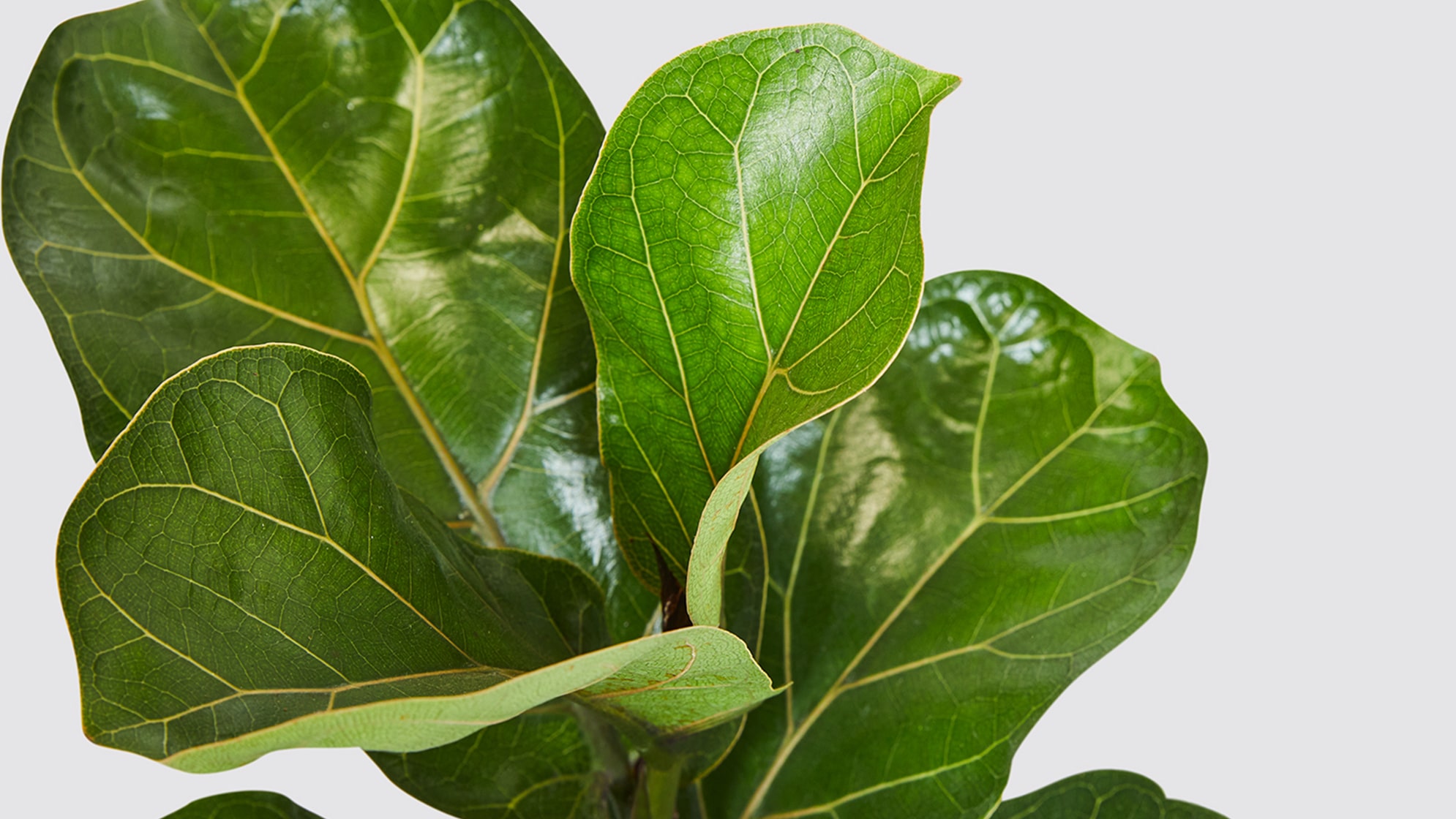 Complete guide to fiddle-leaf fig care