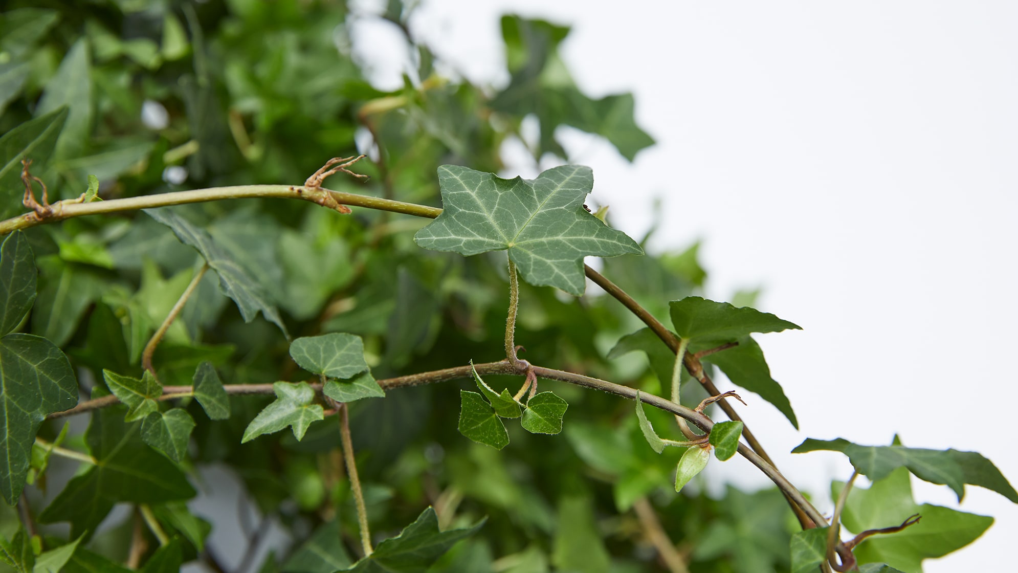 How to Care for Your English Ivy Plant - Omysa