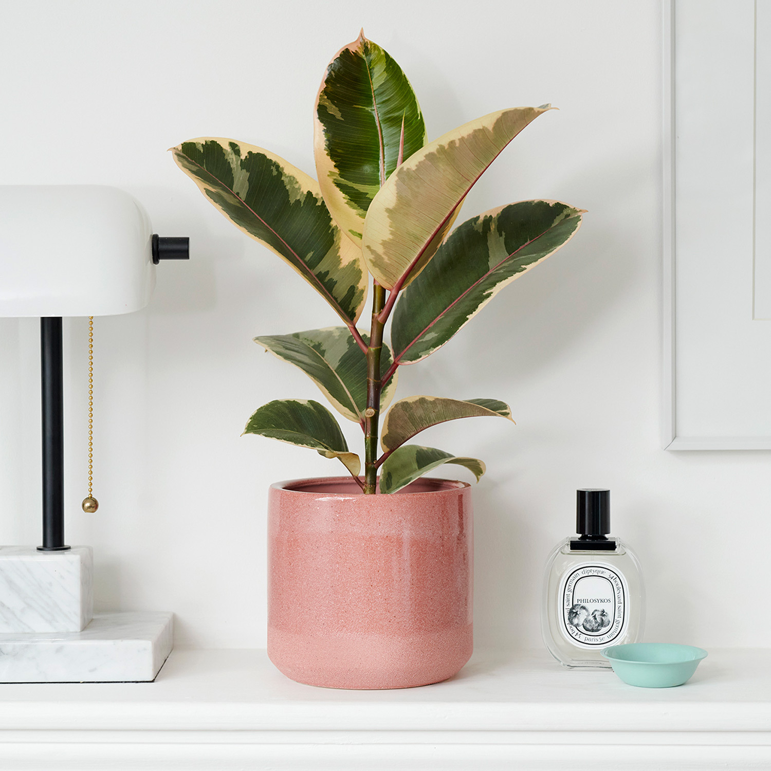 How to take care of Rubber Plant  Plant Care and Tips - JOMO Studio