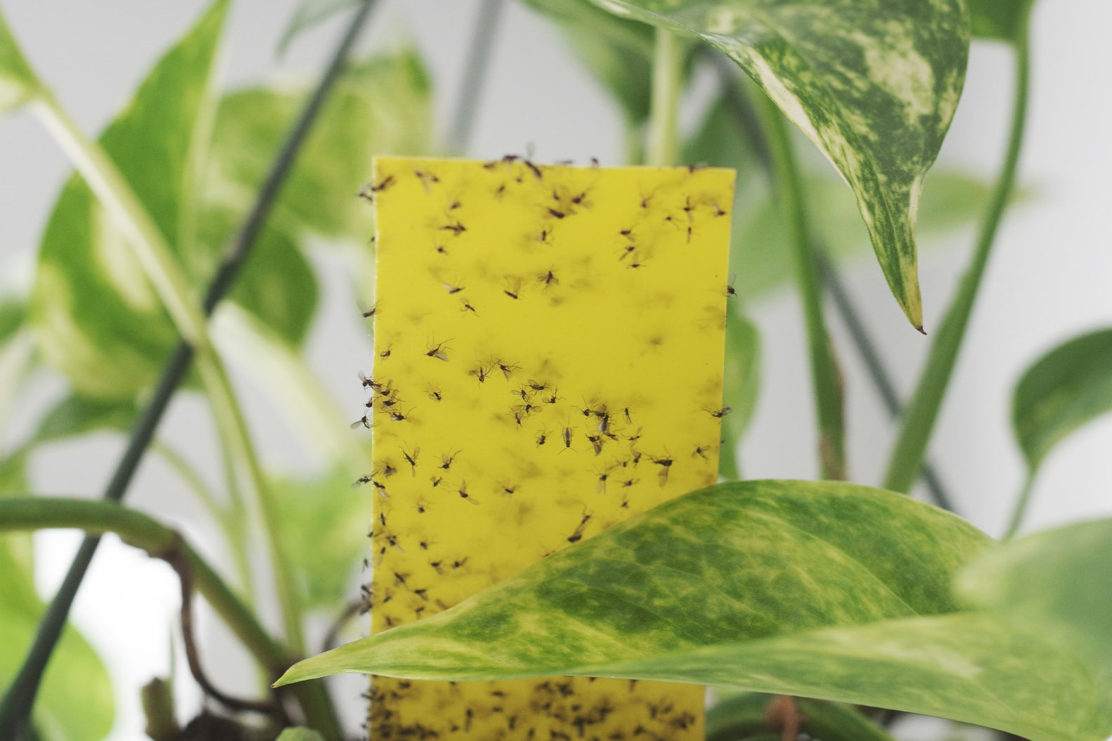 How To Deal With Fungus Gnats On Houseplants (What Works)
