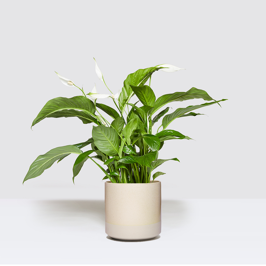 Pippa in Dipped pot