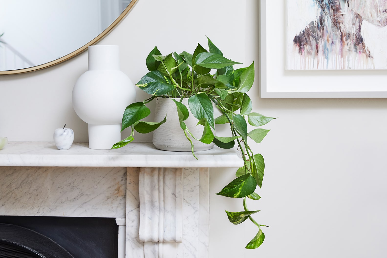 Complete guide to pothos care
