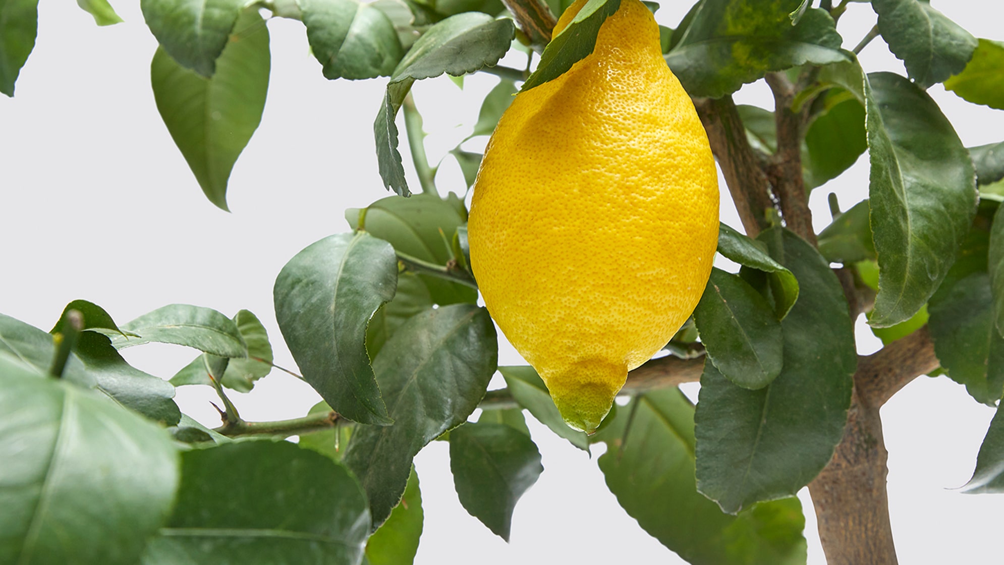 Complete guide to lemon tree care