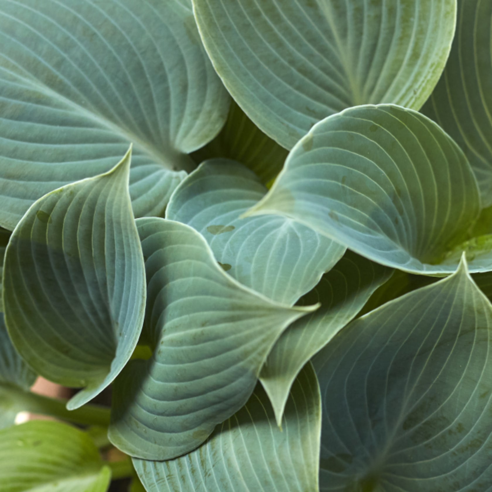 Close up of Hosta plantaginea