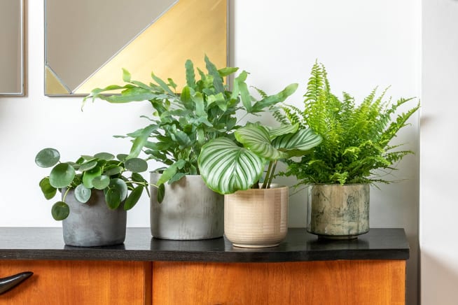 A calathea orbifolia, a Boston fern, a Chinese money plant and a blue star fern in a range of decorative pots on top of a sideboard