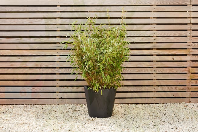 A large umbrella bamboo in a black fibrestone bucket pot against a wooden fence