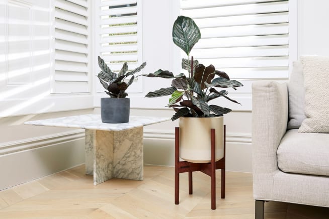 Two Calathea Sanderianas (also known as Pin Stripe Calathea) sitting side-by-side, one smaller than the other.