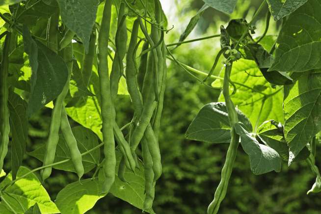 Runner beans growing on a beanstalk