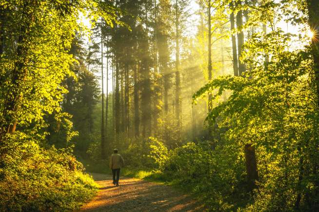 Bright sun rays beam through thick trees and shrubbery, a man is walking on a public footpath.