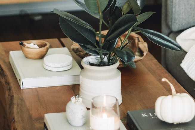 Rubber plant in a white ceramic pot on top of a coffee table