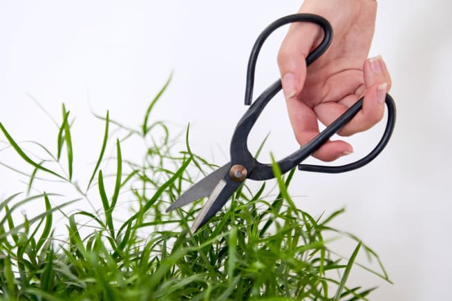 Black metal secateurs cutting through the leaves of a Mistletoe Cactus