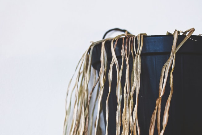 Close-up of a dry, dead spider plant in a black nursery pot