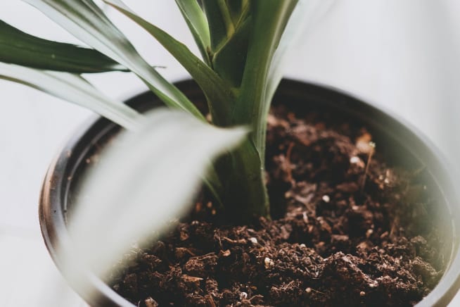 Close-up of a plant and compost in a nursey pot