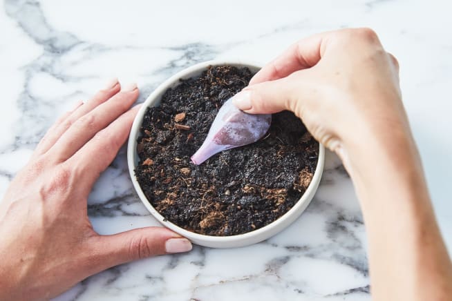 Close-up of a person placing a purple succulent leaf on a disk of soil