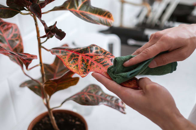 Close up of someone cleaning red leaves