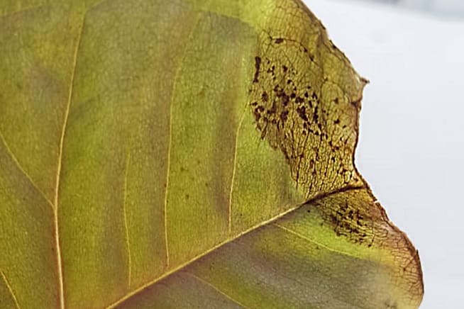 Close-up of a brown spots on the edge of a fiddle leaf fig leaf