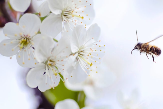 Close-up of bee flying close to some blossom