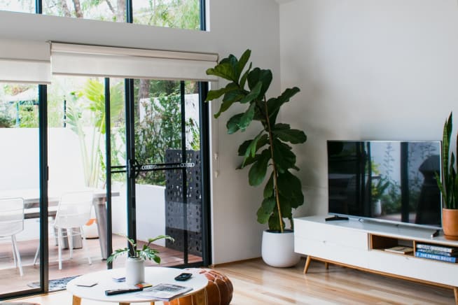 A tall, leaning fiddle leaf fig in a living room