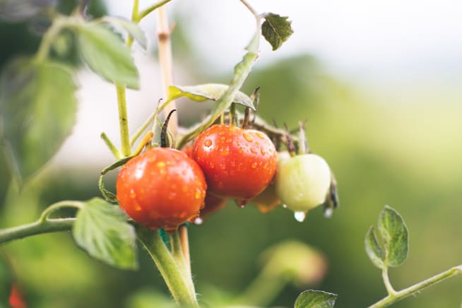 Close-up of one red and two green tomatoes growing on a vine