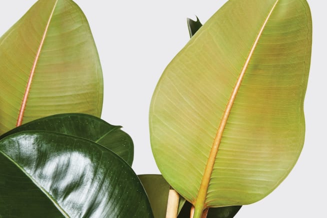 Close-up of a rubber plant leaf