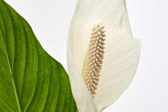 Close-up of a peace lily flower