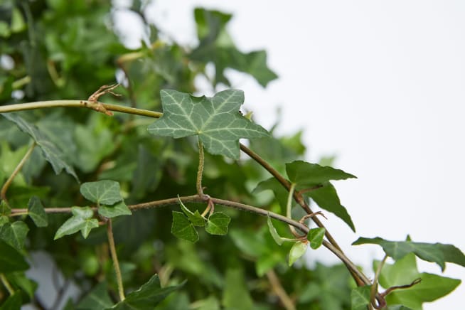 Close-up of an ivy stem with leaves