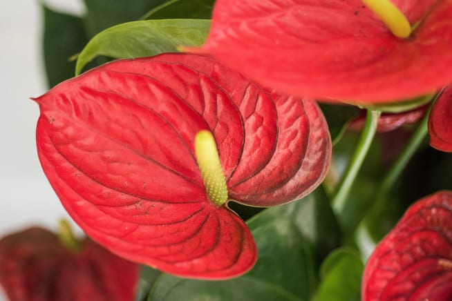 Close-up of an anthurium flower