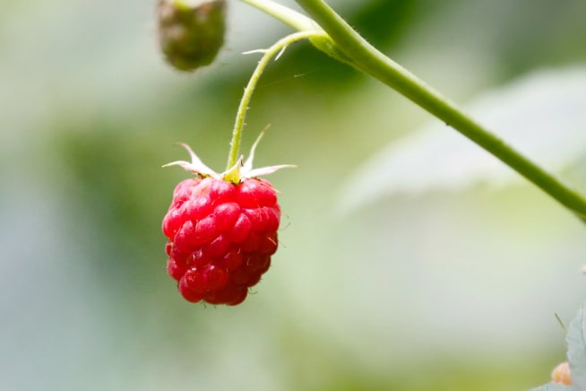 Close up of a single raspberry on a bush