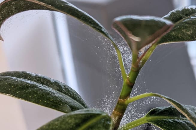 Close up of a web on a plant stem
