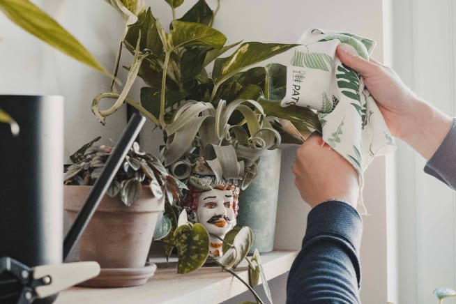 A close up of a person cleaning their houseplants using the Patch dust cleaning cloth