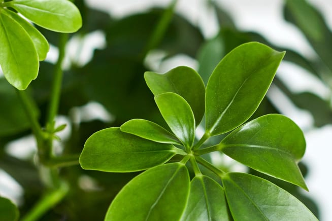 Close-up detail of a schefflera plant on a white studio background