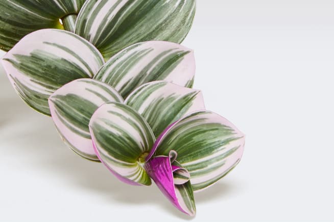 Close-up detail of a tradescantia nanouk plant on a white studio background