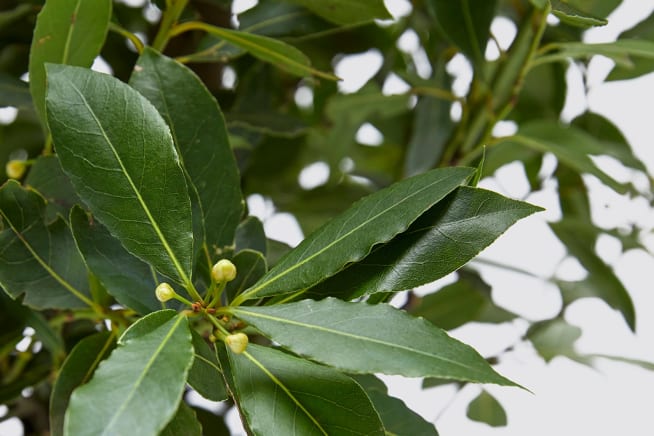 Close-up detail of a bay tree on a white studio background