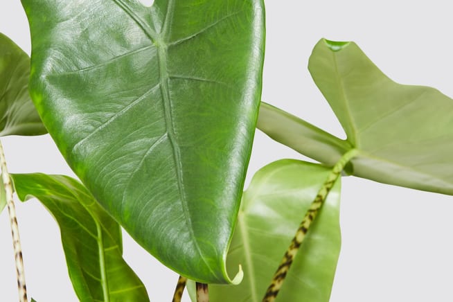 Close-up detail of a 'zebrina' elephant ear alocasia plant on a white studio background