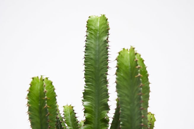 Complete guide to fishbone cactus care