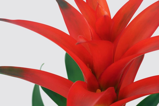 Close-up detail of a scarlet star plant on a white studio background