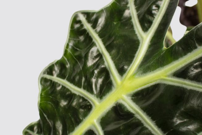 Close-up detail of an alocasia amazonica on a white studio background