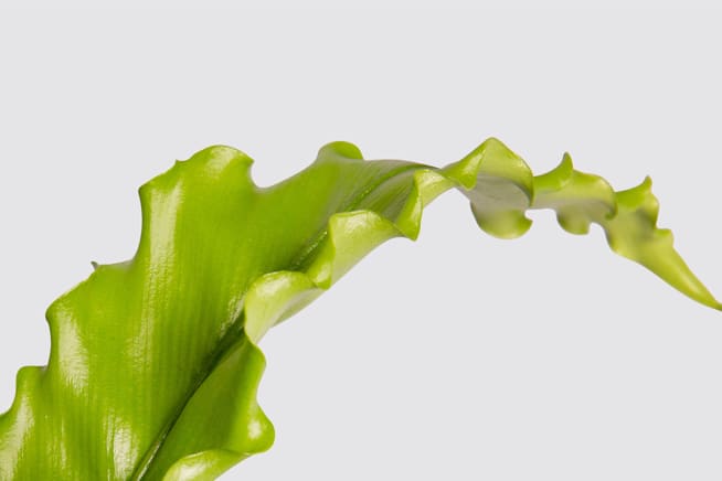 Close-up detail shot of a Japanese bird's nest fern on a studio background