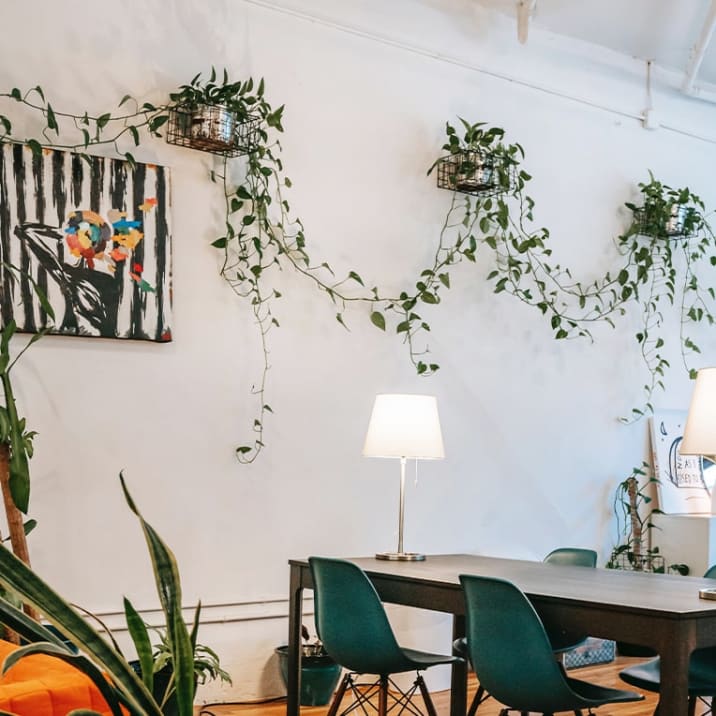 Three large ivys linked across wall mounts in a dining room