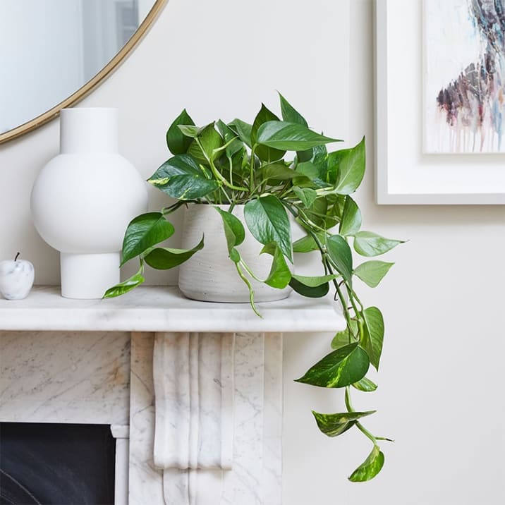 Potted Plants for Small Rooms