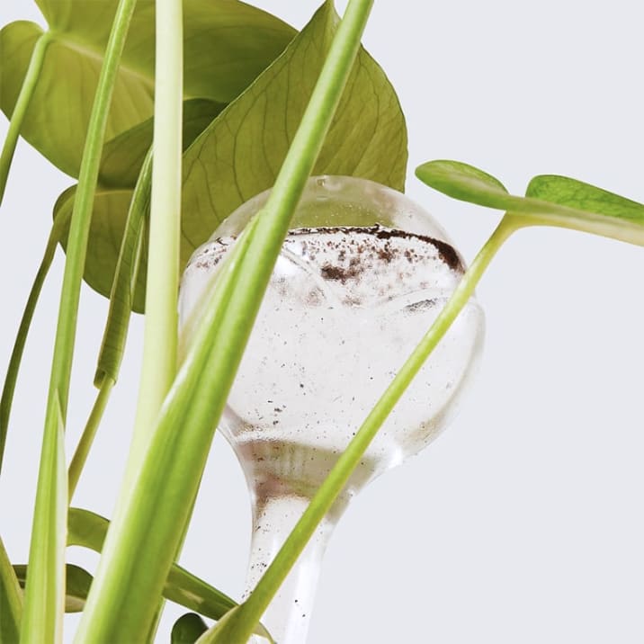 Close-up of a hydrospike in a plant.