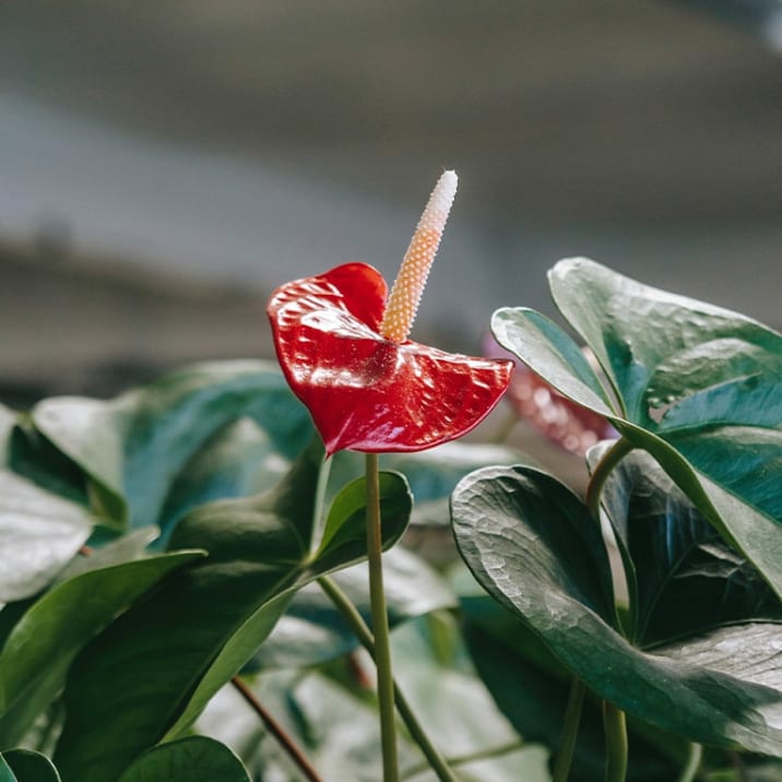 Close-up of a flowering red anthurium