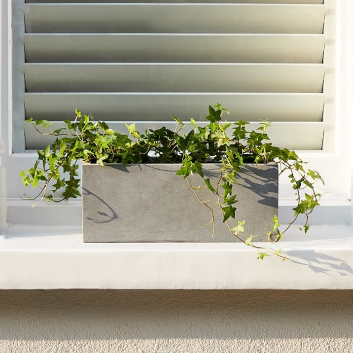 Ivy in a grey fibrestone trough outside on a window ledge