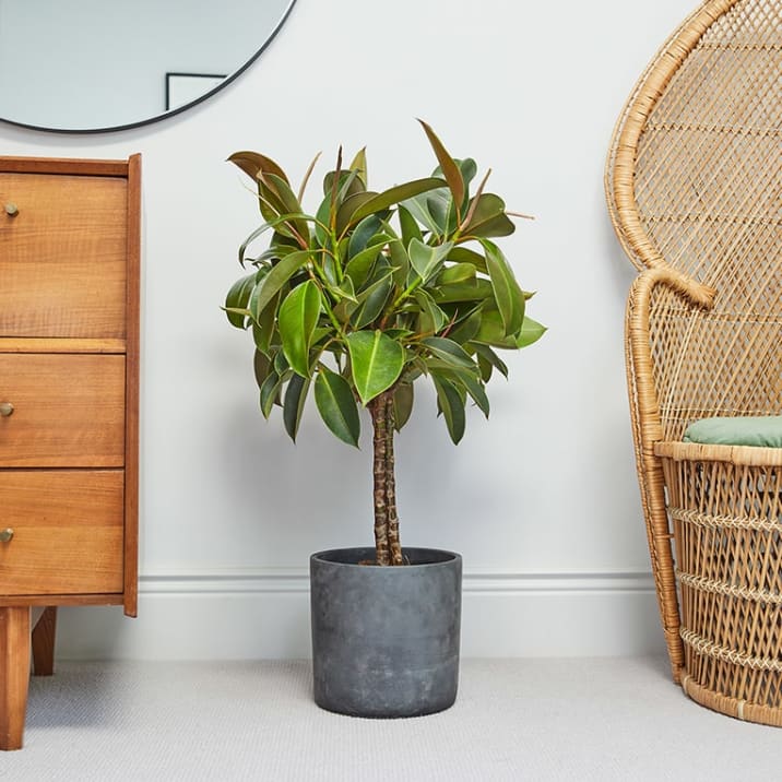 Twisted stem rubber plant on a dark grey concrete pot