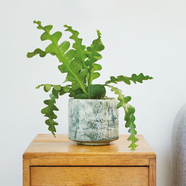 Zig Zag cactus in a green fractured pot