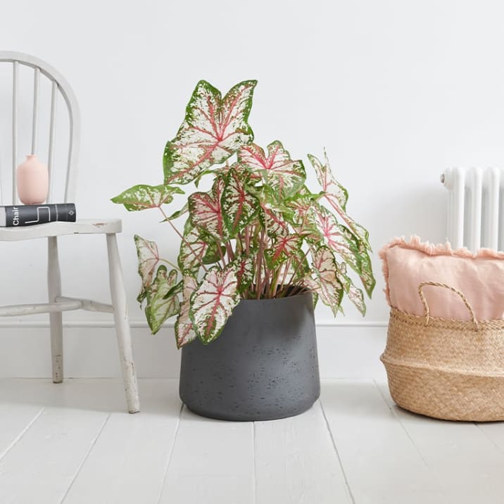 A caladium in a clay pot in a bedroom